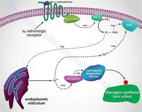 Glycogen Metabolism - The Medical Biochemistry Page