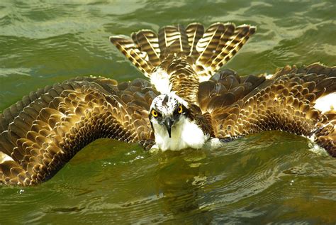 Fast Shutter: SAVING THE ((OSPREY)) AT LAKE MURRAY DAM. THE BIRD GOT TANGLED IN FIHING LINE AND ...