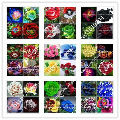 Exotic Mixed Rose Seeds 200pc Collection - BestSeedsOnline.com - Free ...