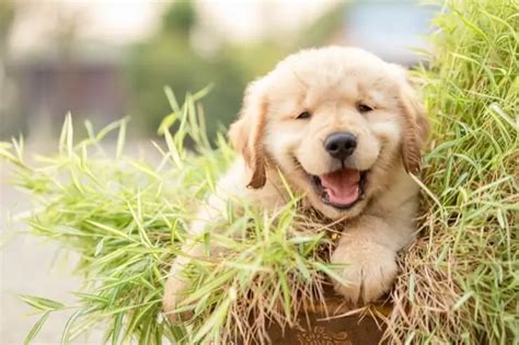 Mini Golden Retriever: 6 Things To Know Before Buying - Perfect Dog Breeds