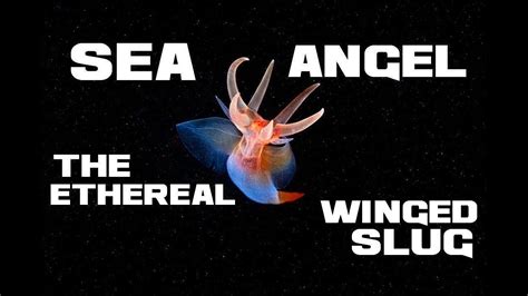 10 Sea Angel Facts - The Ethereal Winged Slug - Animal a Day - YouTube