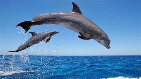 Amazing Wild Dolphins doing Spinner Jumpings - Funny Videos - YouTube