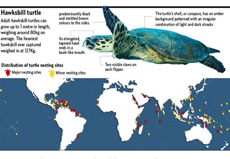 First hawksbill turtle eggs of season found in Dubai sanctuary | Environment – Gulf News