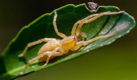 What to Expect from a Yellow Sac Spider Bite: A Visual Guide - Spiders ...