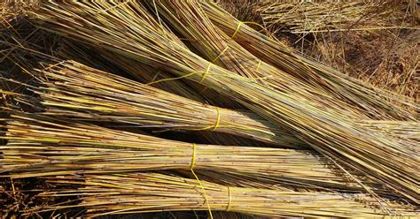 thatch roof Archives - Cape Reed International