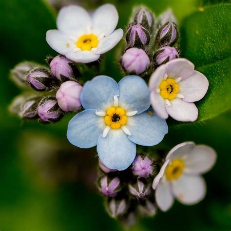 Myosotis | Pretty flowers, Amazing flowers, Flower photos