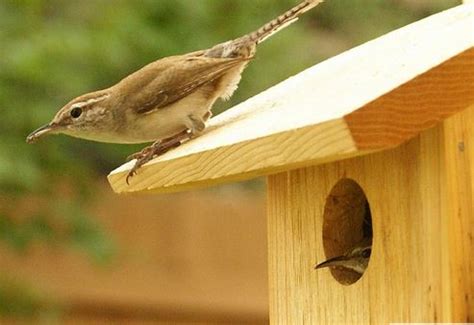 Nesting & Breeding - Biology | All About Birds