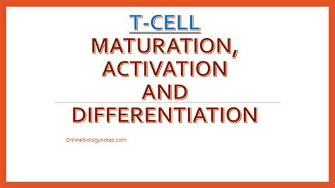 T-cell maturation, activation and differentiation - Online Biology Notes