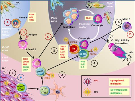 | Germinal center (GC) reaction. Naive B cells patrol within the B-cell ...