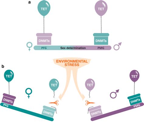 Model of sex determination in environmental stress mediated by the ...