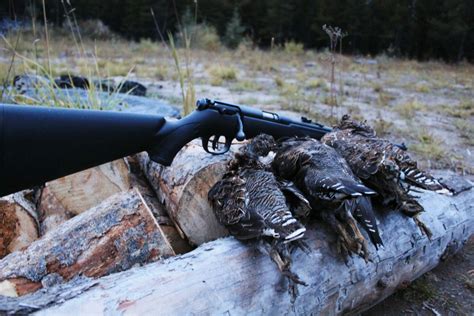 Have An Interest In Hunting? Upland Game Birds Are The Place To Start ...