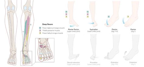 Ankle Flexion And Extension