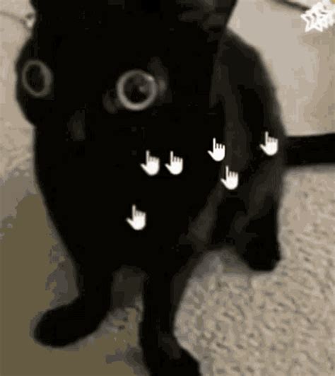 Cool Cat Haha Funny Cat GIF - Cool Cat Haha Funny Cat Smiley Face - Descubrir y compartir GIFs