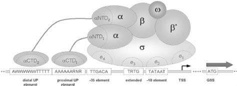 Schematic diagram of the RNA polymerase holoenzyme and its binding ...