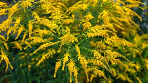 10 Beautiful Goldenrod Varieties for Your Garden