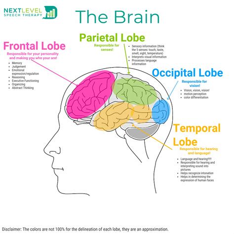 What is happening in my kid’s brain!! | Next Level Speech Therapy