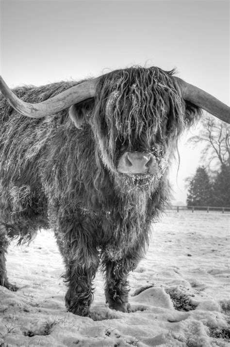 Highland Cattle 24 Fine Art Photography Highland by shortwork Baby Cows, Cute Cows, Highland Cow ...