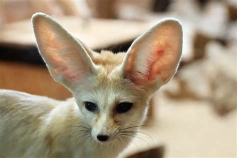 Desert Foxes | Species That Thrive in the Desert - All Things Foxes