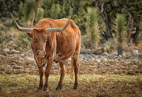 Wildlife Photography - Brent Bremer Photography