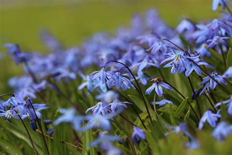 Purple Spring Flowers for your Garden Design — Meadowlark Journal