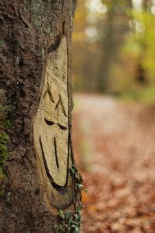 Free Images : work, nature, forest, rock, leaf, view, trunk, profile, wildlife, portrait, owl ...