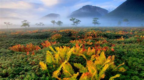 Hokkaido Japan Mountain And Fern Trees With Fog HD Nature Wallpapers | HD Wallpapers | ID #50946