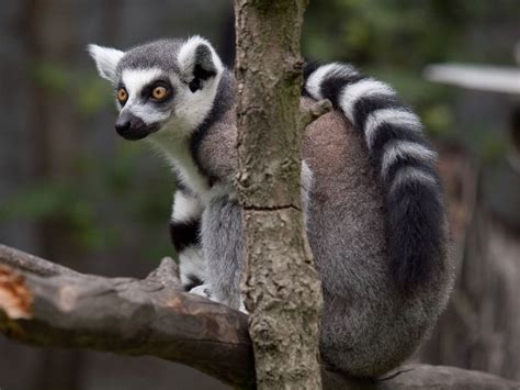 Almost a third of lemurs and North Atlantic Right Whale now Critically ...