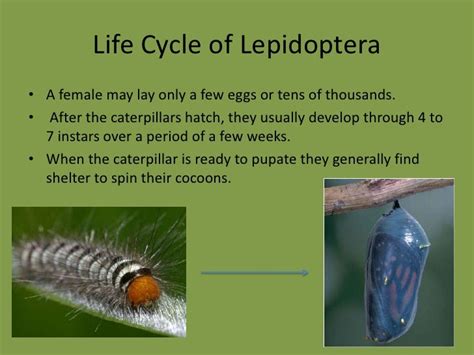 Lepidoptera