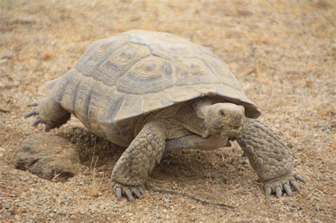 Desert Tortoise in the Mojave Desert | Desert tortoise, Galapagos tortoise, Galapagos islands