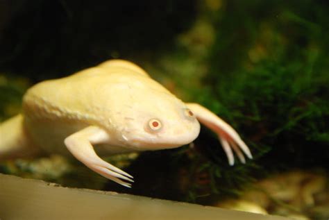 Albino African Clawed Frog Care - Known Pets