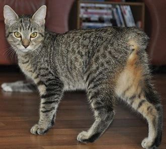 Tailless Cat Breeds