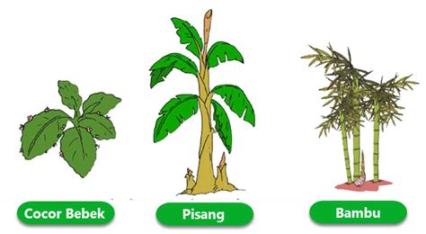 Tumbuhan Yang Berkembang Biak Dengan Tunas - Homecare24