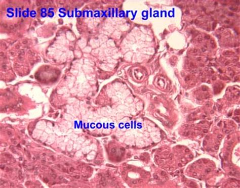 Epithelium