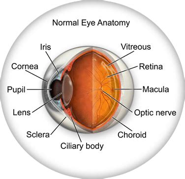 Eye Anatomy | Insight Eye Care | Glenpool Eye Care