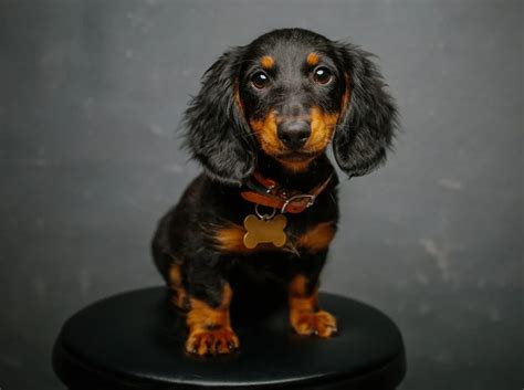 Dachshund Dog Breed Information & Characteristics