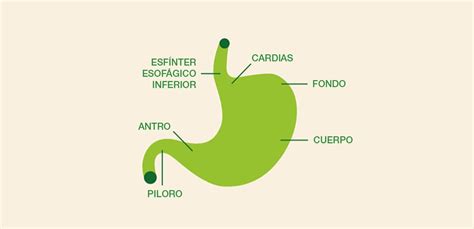 Arriba 78+ imagen funcion de los jugos gastricos en el estomago - Viaterra.mx