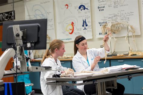 Undergraduate Programs – College of Veterinary Medicine & Biomedical Sciences