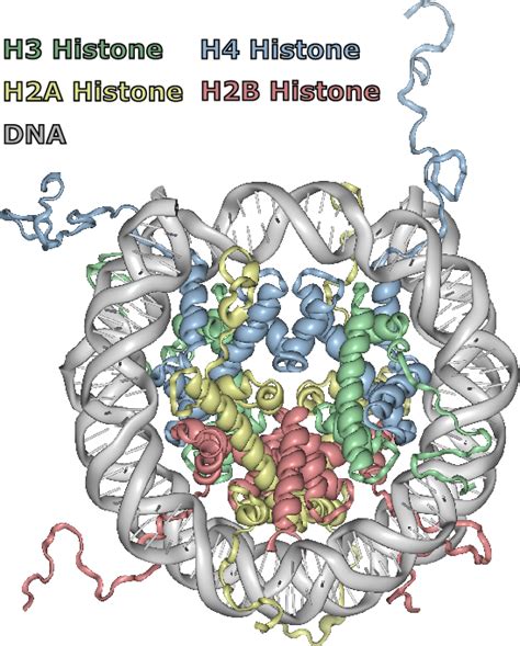 Structure of the nucleosome core particle (based on PDB ID: 1KX5)... | Download Scientific Diagram