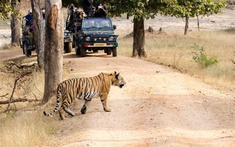 Head To BR Hills For A Wildlife Safari | WhatsHot Bangalore