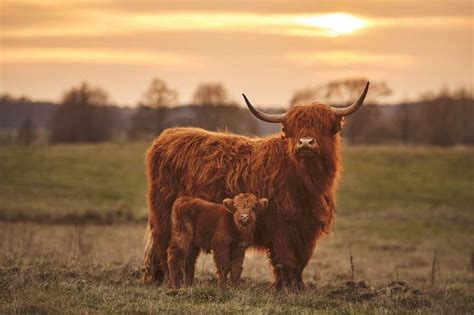 Scottish Highland Cattle | A Hardy Breed Worth Raising | Fluffy cows ...