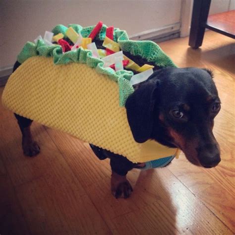 19 Costumes That Prove Dachshunds Always Win At Halloween