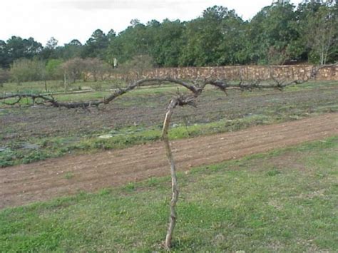 Muscadine and Scuppernong – Pruning | Walter Reeves: The Georgia Gardener