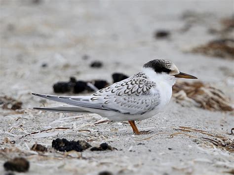 Avithera: Fairy Terns – from chicks to fledged and flying juveniles