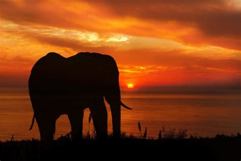 Elephant Sunset Silhouette Free Stock Photo - Public Domain Pictures