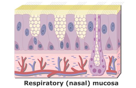 Nasal mucosa: structure, function and labeled diagram | GetBodySmart