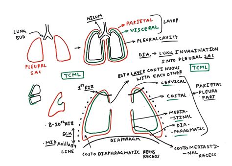 Pleura - TCML - The Charsi of Medical Literature