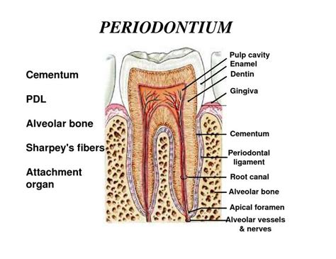 Cementum: Cementum is like a cement that anchors the tooth to the jawbone. | Dental hygiene ...