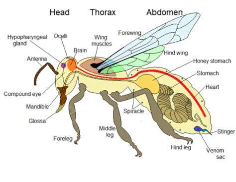 The Qur'an’s reference to two stomachs in a bee body (and its hidden ...