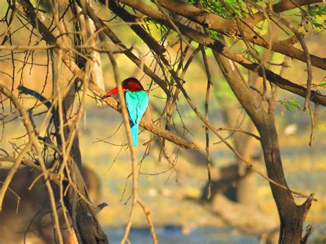 Explore Indialand: Visiting Keoladeo National Park: UNESCO World Heritage Site In Bharatpur ...