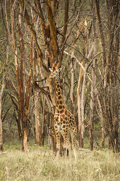 Kieran Behan - Giraffe camouflage. Nakuru, Kenya